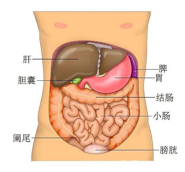 疫情中的救命神器“人工肝”，是怎样炼成的？