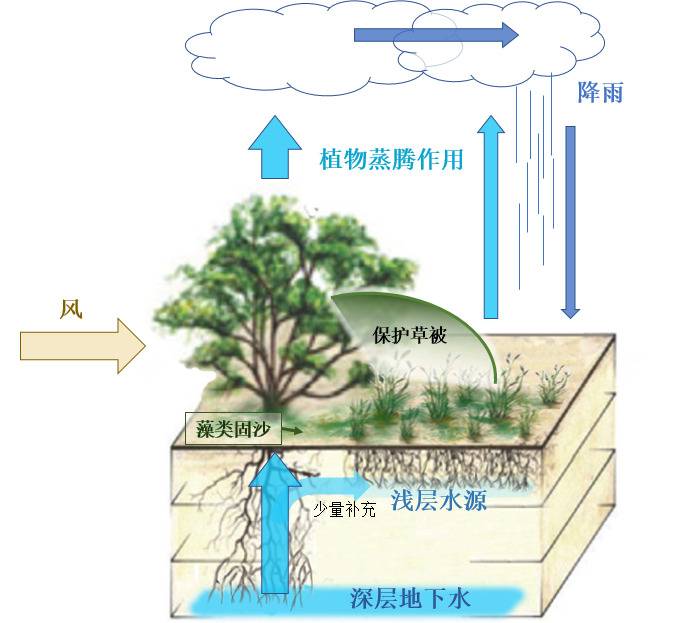 中国治沙工程被外媒质疑，治沙结果究竟如何？