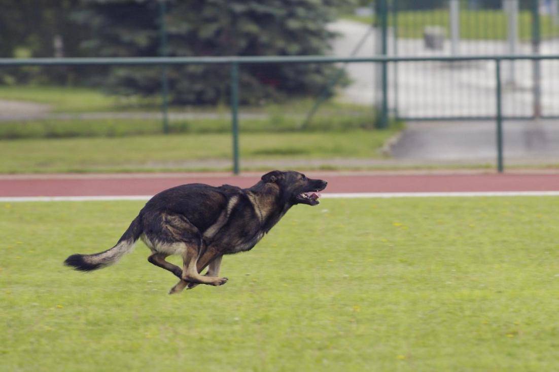 你家狗狗能当警吗？标准如下