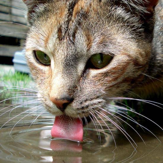 都是舔水喝，狗和猫有什么区别？